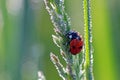 Ladybug in the morning dew