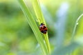 Ladybug on morning dew Royalty Free Stock Photo