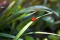 Ladybug in morning forest