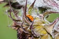 Ladybug in the frost