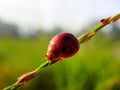 Ladybug in the morning view