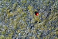 Ladybug morning walk