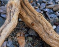 Ladybug in Mosaic Canyon, Death Valley National Park, California