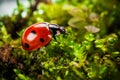 Ladybug on moss Royalty Free Stock Photo