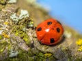 Ladybug on moss-covered plum-tree branch Royalty Free Stock Photo