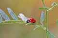 Ladybug moves cautiously through the leaves of grass, covered with dew drops. Royalty Free Stock Photo
