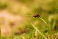 ladybug on grass Royalty Free Stock Photo