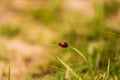 ladybug on a blade of grass Royalty Free Stock Photo