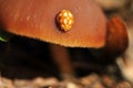 A ladybug Royalty Free Stock Photo