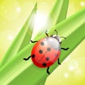 Ladybug 0n a blade of grass Royalty Free Stock Photo