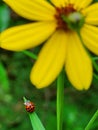 Ladybug nature insect art abstract bug flower Royalty Free Stock Photo