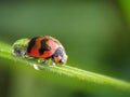 Ladybug in Nature