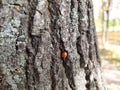Ladybug. Nature.