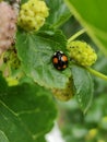 Ladybug