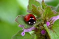 Ladybug on Green Nettle Leaf 01 Royalty Free Stock Photo