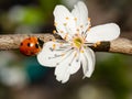 Ladybug next to white prune blossom. Royalty Free Stock Photo