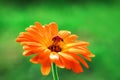 Ladybug and orange gerbera flower on sun against grass Royalty Free Stock Photo