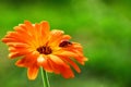 Ladybug and orange gerbera flower on sun against grass Royalty Free Stock Photo