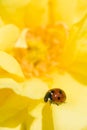 Ladybug on Ornamental rose Royalty Free Stock Photo