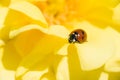 Ladybug on Ornamental rose Royalty Free Stock Photo