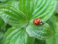 Ladybug