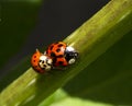 Ladybug Royalty Free Stock Photo