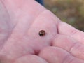 Ladybug in the palm of the hand