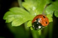 Ladybug on a parsley leaf on a beautiful spring day with green natural background. Macro photography, selective focus Royalty Free Stock Photo