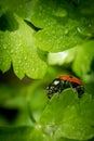 Ladybug on a parsley leaf on a beautiful spring day with green natural background. Macro photography, selective focus Royalty Free Stock Photo