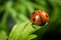 Ladybug on a parsley leaf on a beautiful spring day with green natural background. Macro photography, selective focus Royalty Free Stock Photo