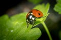 Ladybug on a parsley leaf on a beautiful spring day with green natural background. Macro photography, selective focus Royalty Free Stock Photo