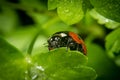 Ladybug on a parsley leaf on a beautiful spring day with green natural background. Macro photography, selective focus Royalty Free Stock Photo