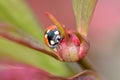 Ladybug on Peony Flower Bud 02 Royalty Free Stock Photo