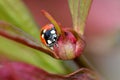 Ladybug on Peony Flower Bud 04 Royalty Free Stock Photo