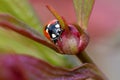 Ladybug on Peony Flower Bud 05 Royalty Free Stock Photo