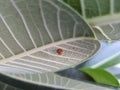A ladybug perched behind a leaf. Royalty Free Stock Photo