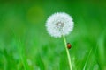 Ladybug perched on dandelion in lush grassland, surrounded by wildflowers Royalty Free Stock Photo