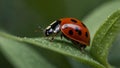 A Ladybug Perched on a Dew-Covered Leaf
