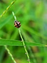 Ladybug perched on the grass Royalty Free Stock Photo