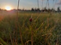 A ladybug perched on grass with a vibrant sunset in the background. Royalty Free Stock Photo