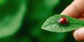 Ladybug perched on lush green leaf in minimalist composition with blurred background creating a tranquil atmosphere Royalty Free Stock Photo