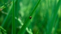 The ladybug perched on a piece of rice leaf up close Royalty Free Stock Photo