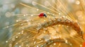 Ladybug perched on wheat stalk, perfect for agricultural concepts Royalty Free Stock Photo