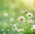 Ladybug Perched on White Flower Royalty Free Stock Photo