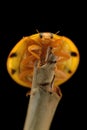 ladybug perching on twig and black background Royalty Free Stock Photo