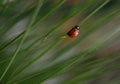 Ladybug Royalty Free Stock Photo