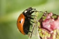 Ladybug picking up an aphid