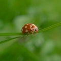 Ladybug Royalty Free Stock Photo