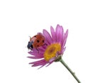 Ladybug on pink flower