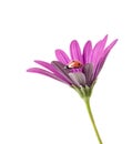 Ladybug on pink flower